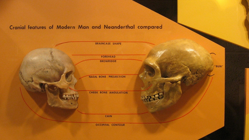 череп неандертальца
