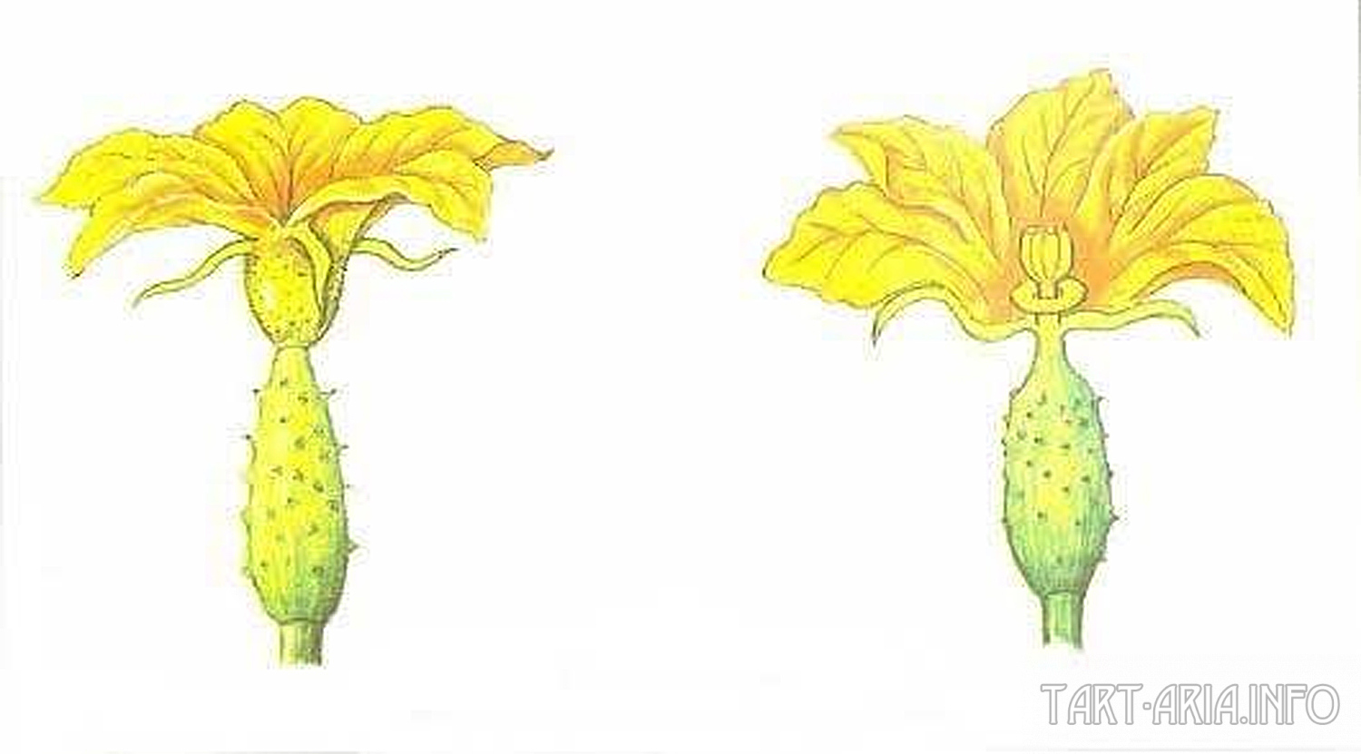 Как отличить цветы. Тычиночный цветок огурца. Опыление цветков огурца. Пестичный цветок огурца. Цветки огурца мужские и женские.