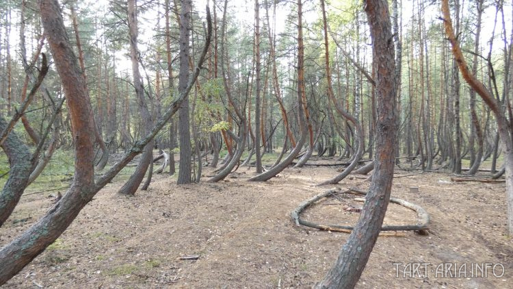 Der Besoffene Wald Нео Фициал