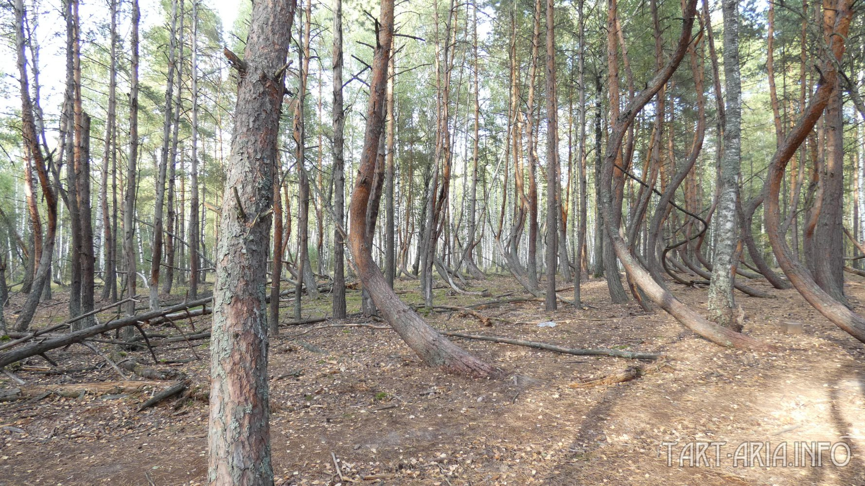 Der Besoffene Wald Нео Фициал