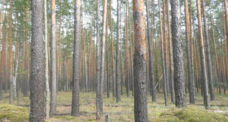 Церковь в лесу. Фальсификация или карго-культ? -