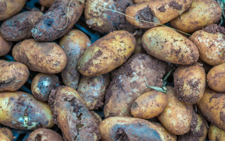 Картофель – пища богов или еда выживальщика? Нео Фициал
